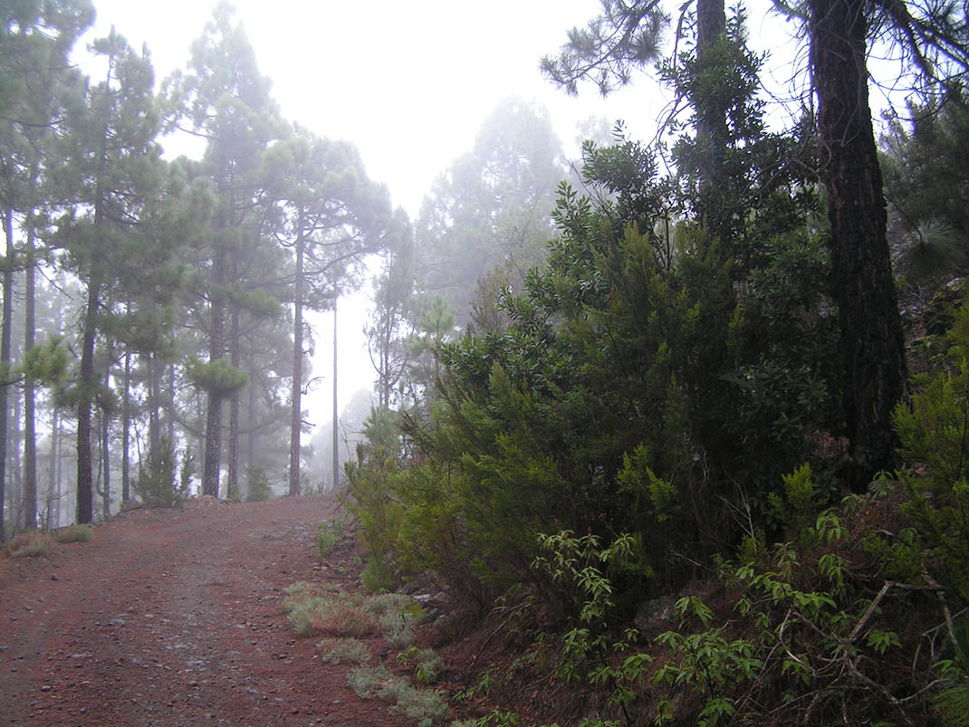 Arenas Negras