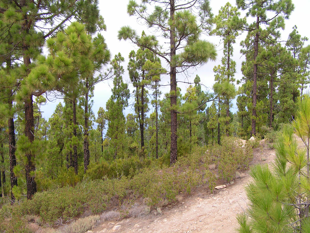 Barranco La Arena