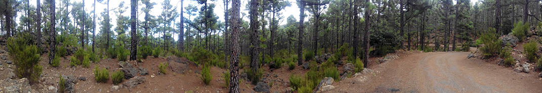 Ruta Forestal del Norte