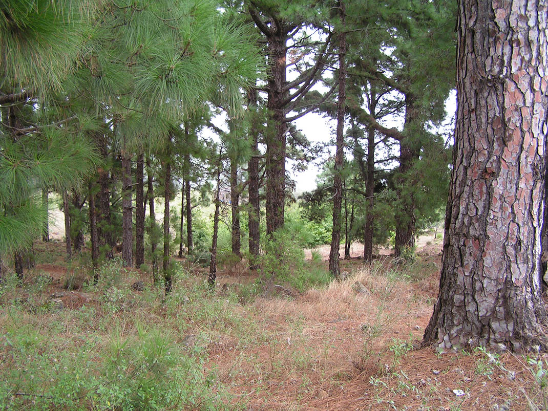 La Esperanza campsite