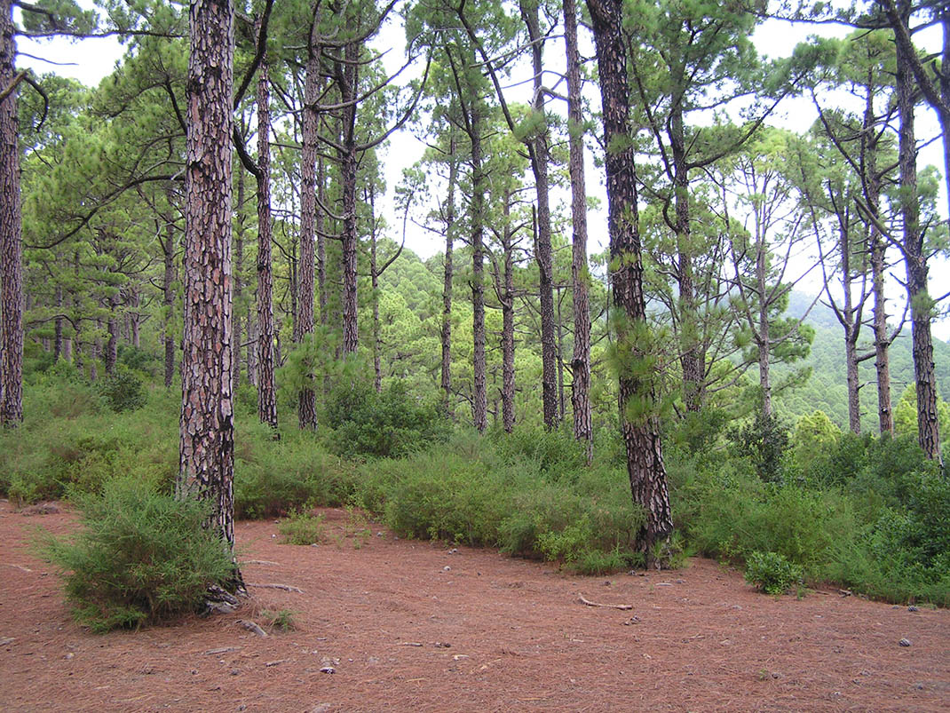 Monte de La Esperanza