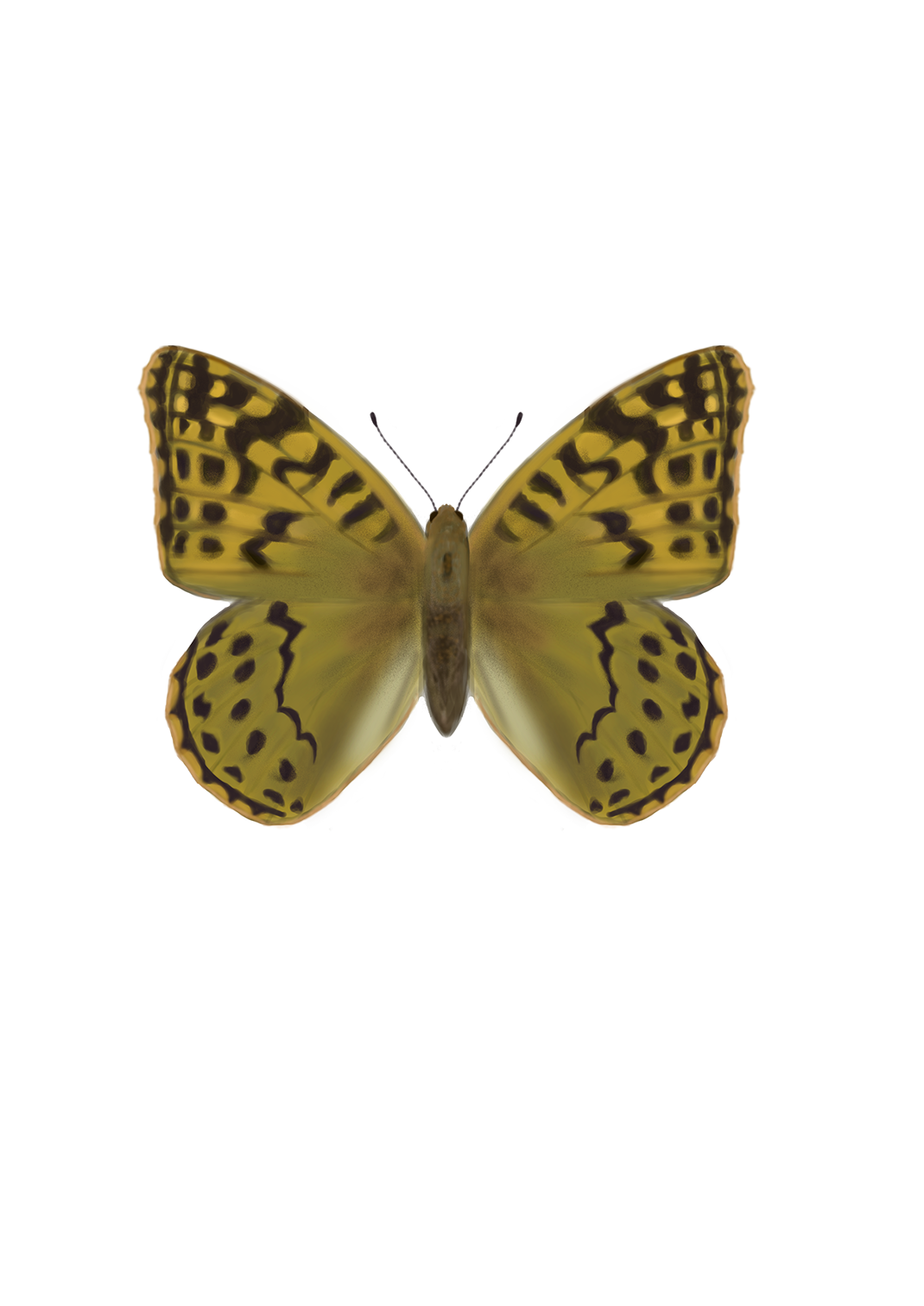 Argynnis pandora seitzi