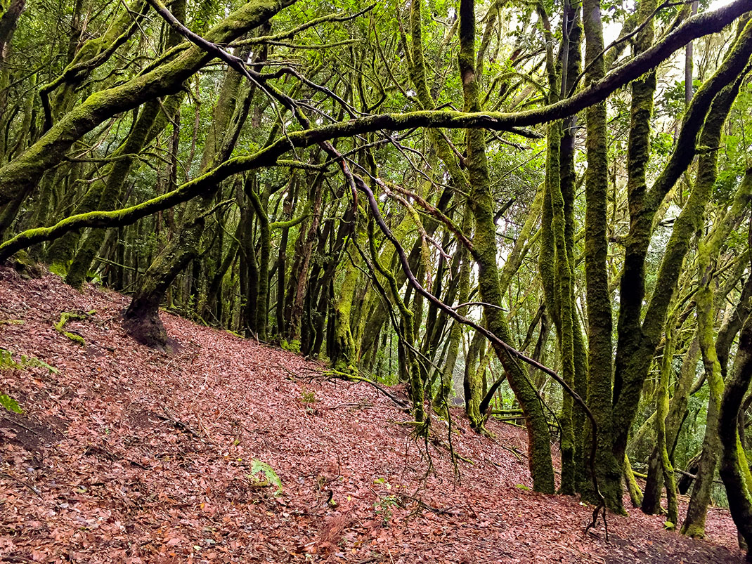 Parque Rural de Teno