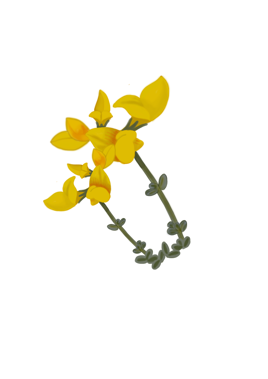 Corazoncillo Lotus sessilifolius