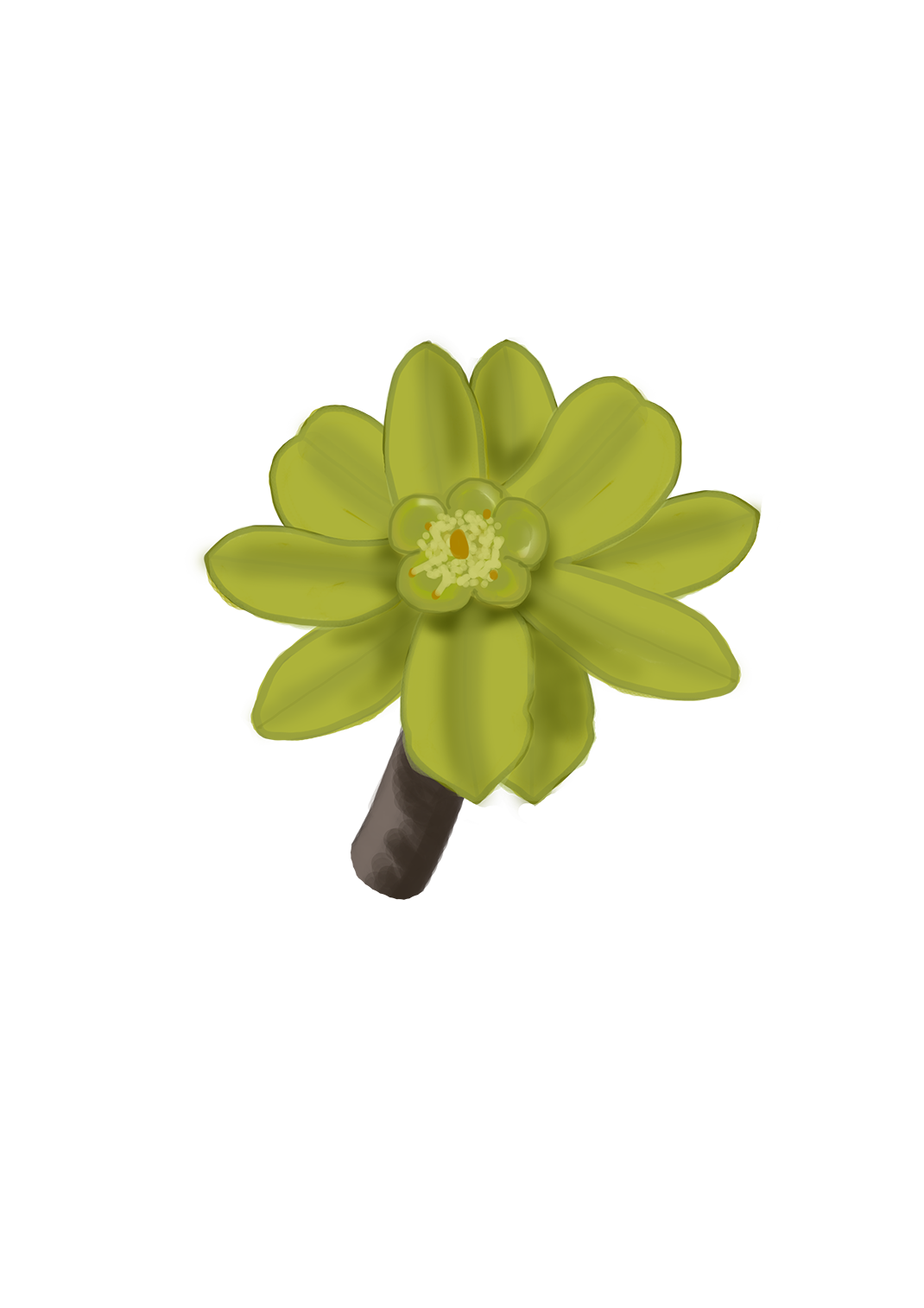 Flor de tabaiba dulce Euphorbia balsamifera