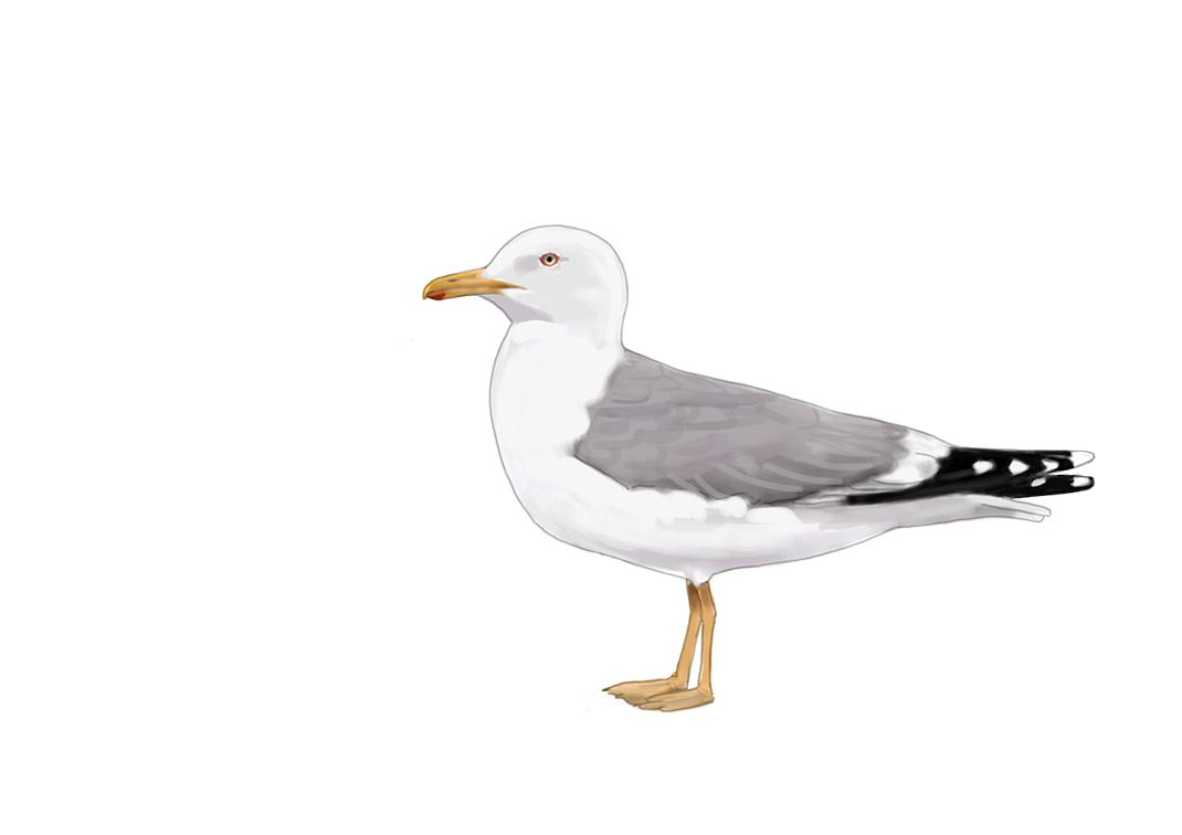 Gaviota patiamarilla