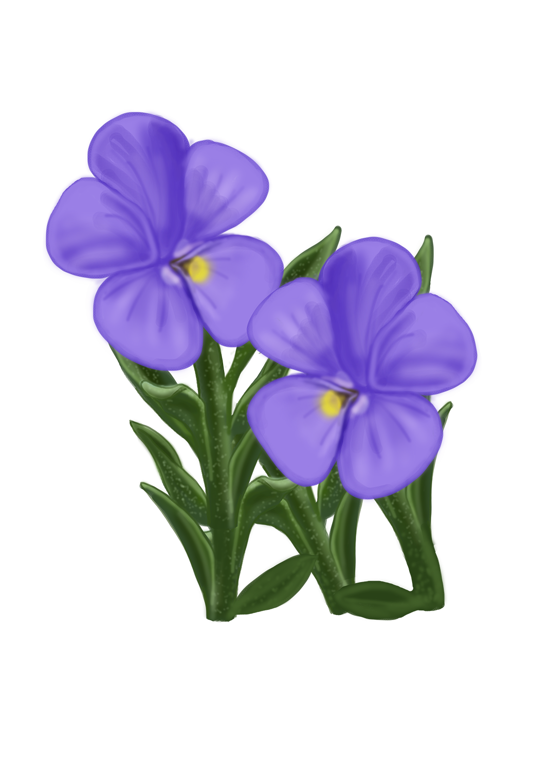 Violeta del Teide Viola cheiranthifolia