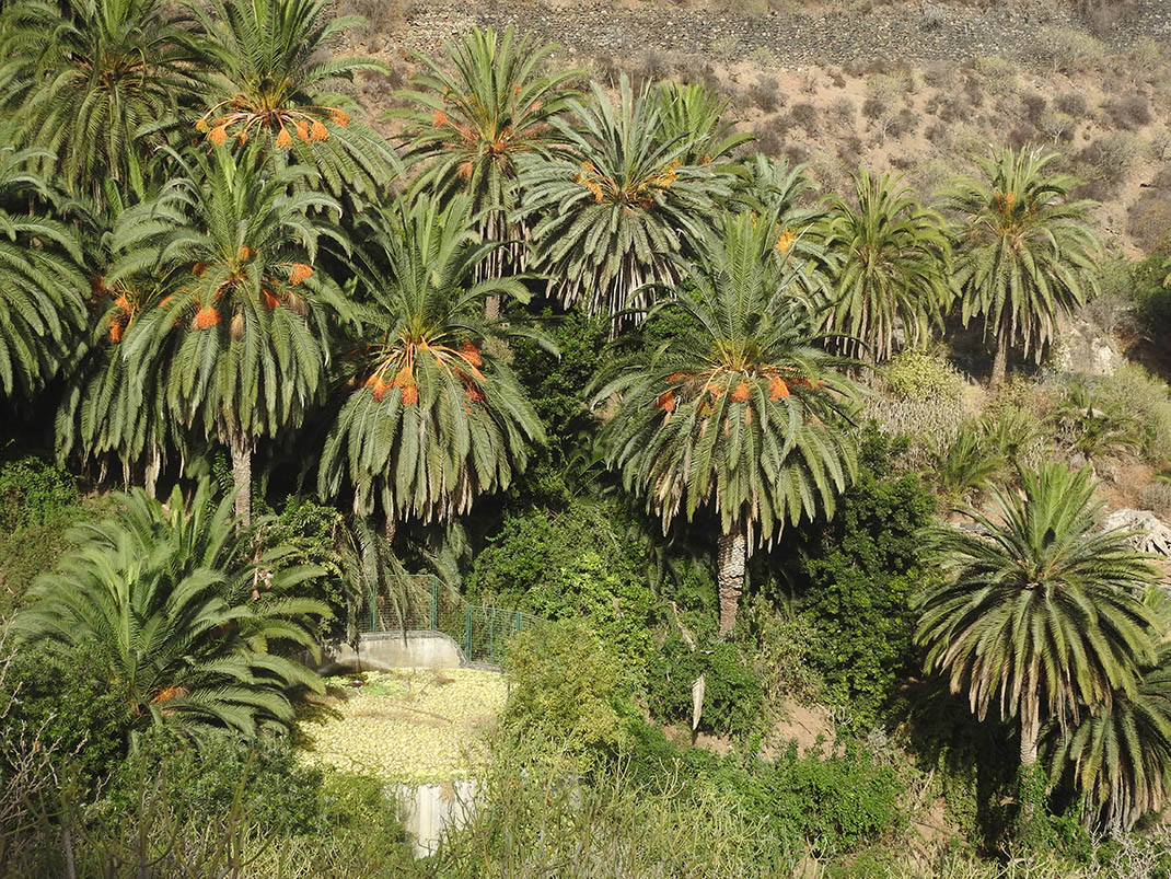 images/Espacios_Naturales/T-28_PP_RAMBLA_DE_CASTRO/op-PalmeralCastro.Tenerife.FOTO_JuanjoRamos.JPG