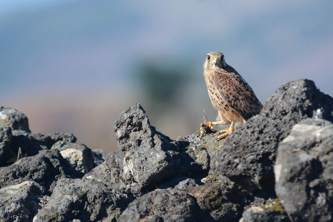 Reserva Natural Especial del Malpaís de La Rasca