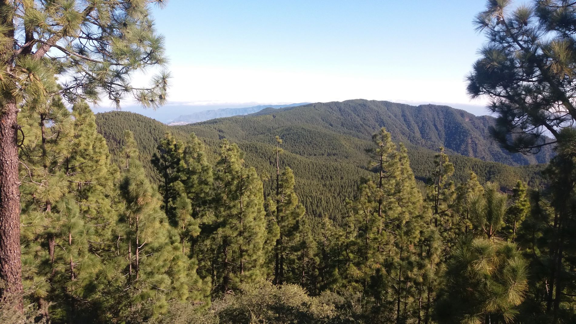 Dia internacional de los bosques