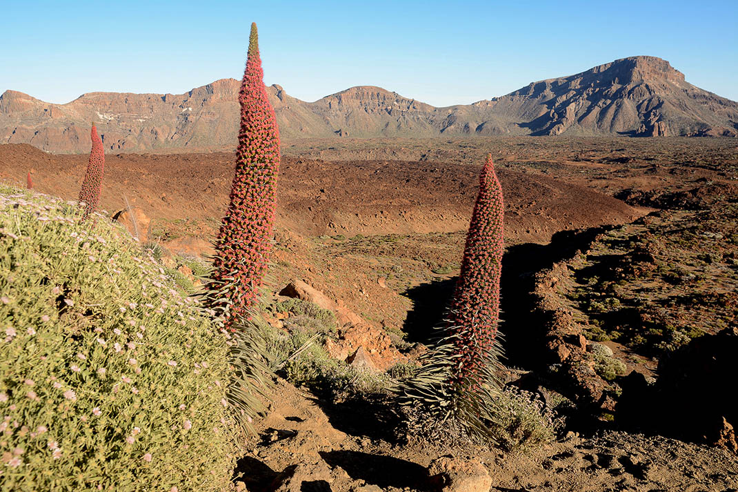 Floración de tajinastes 