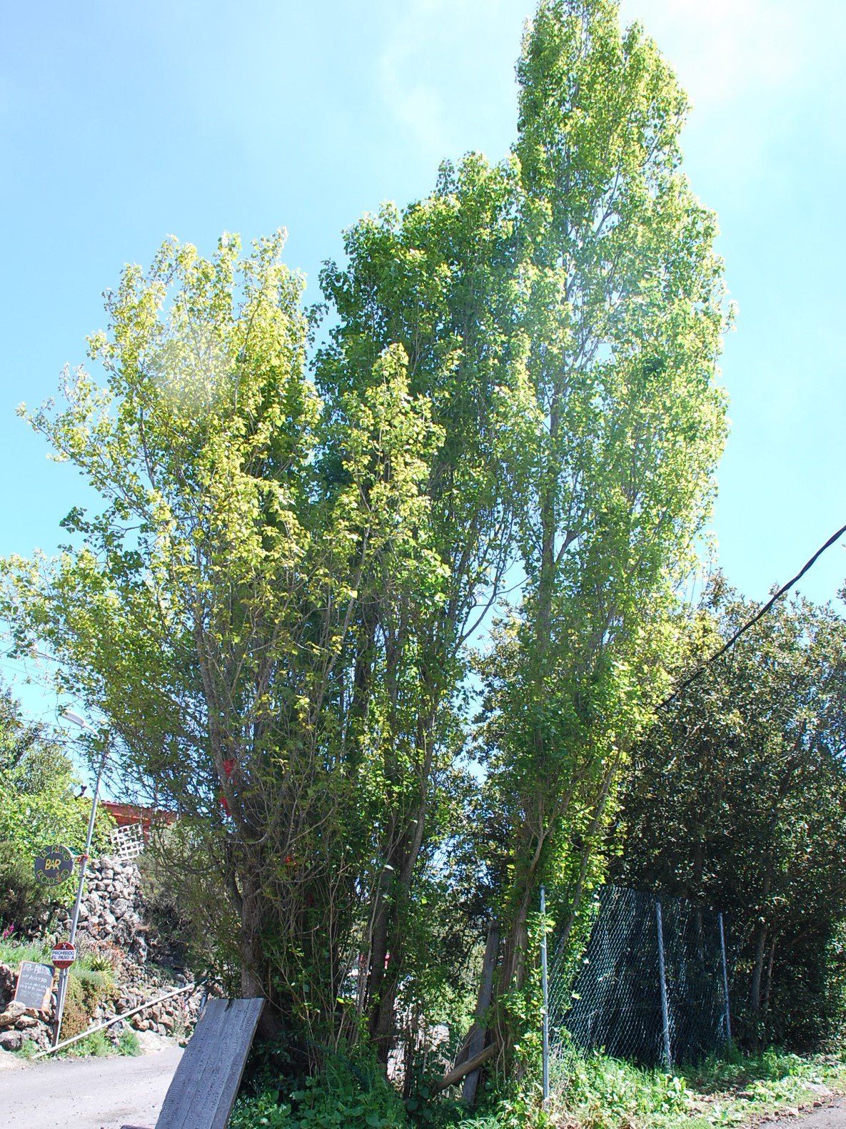 Chopo de la hoya