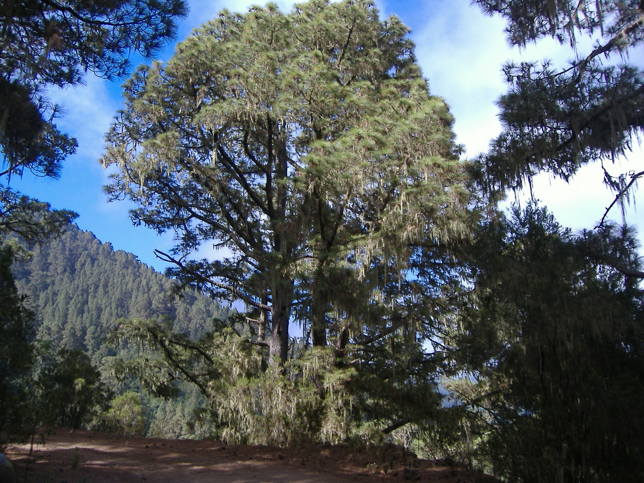 Pine on the Pista de los Órganos trail 