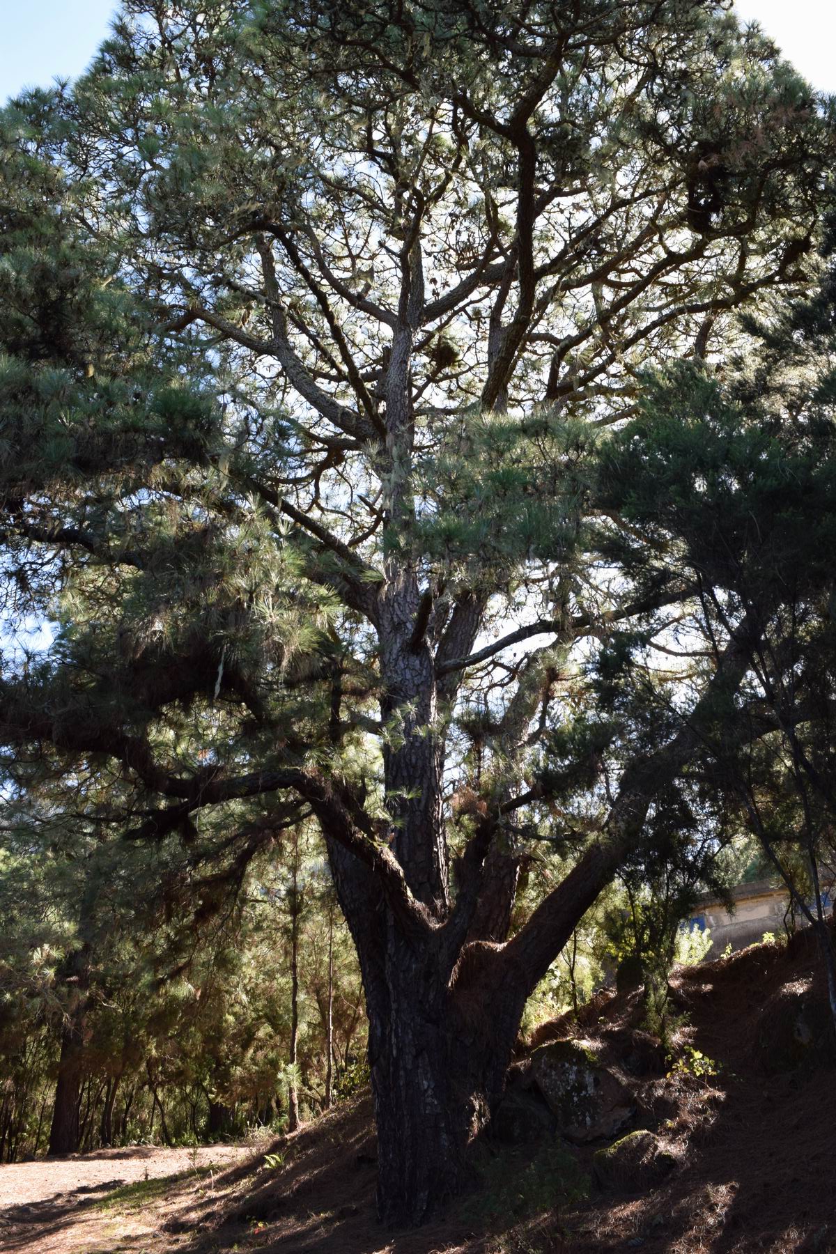 Pino del Sendero