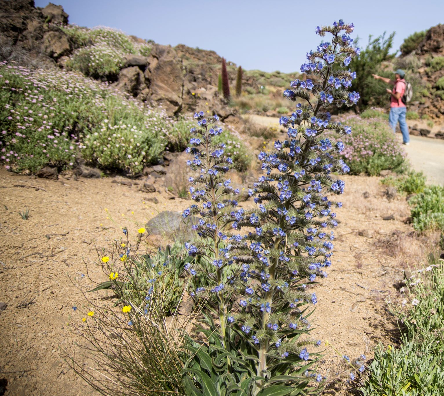 Jardin_Botanico_Portillo