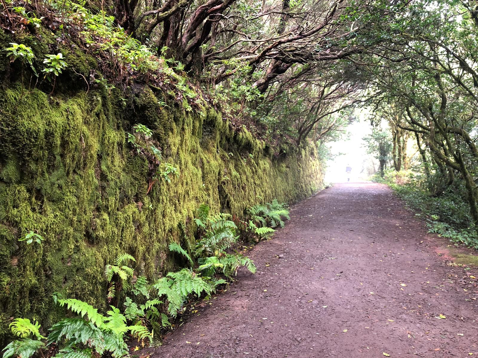 Bosque de los Enigmas