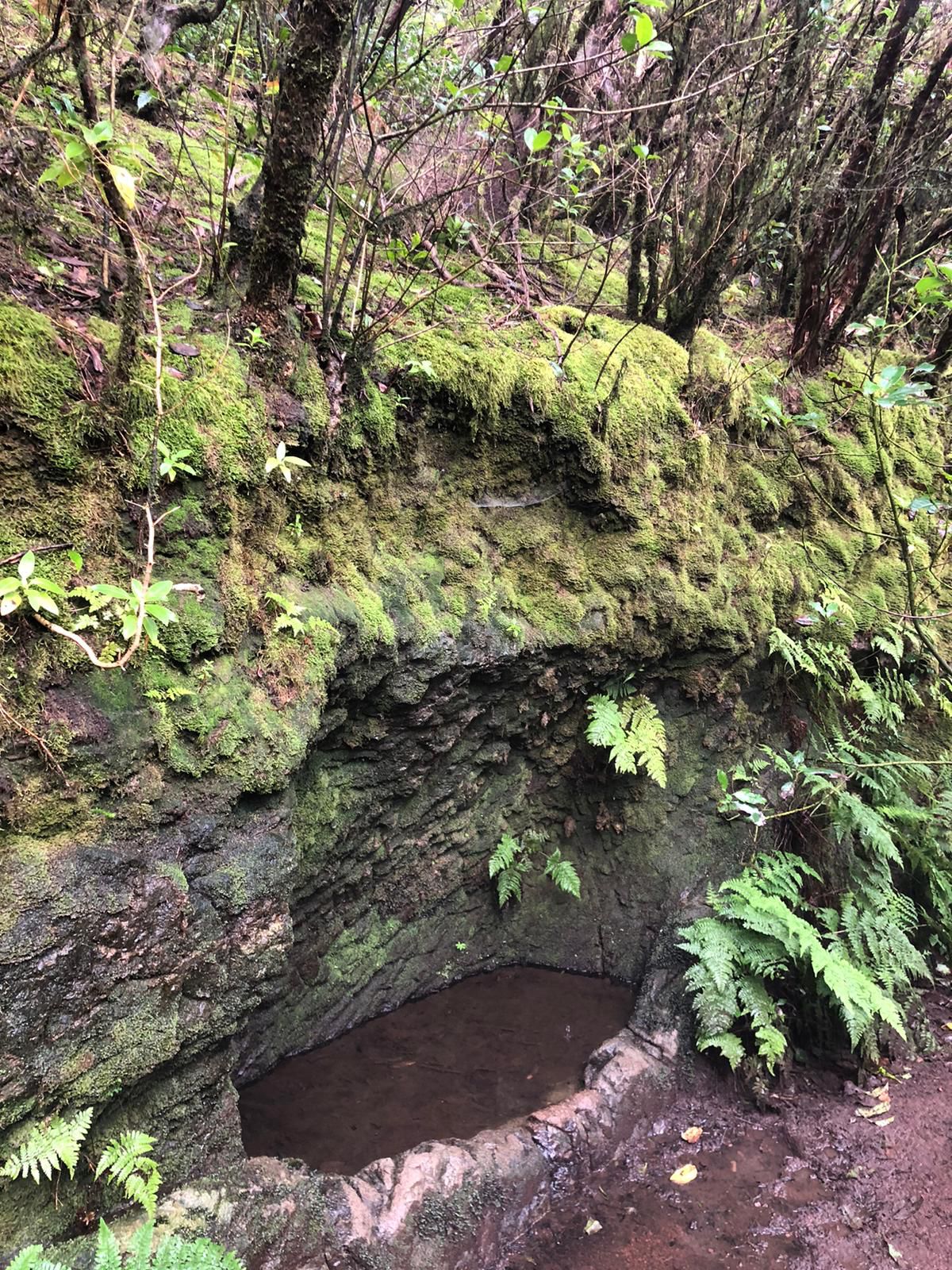 Bosque de los Enigmas