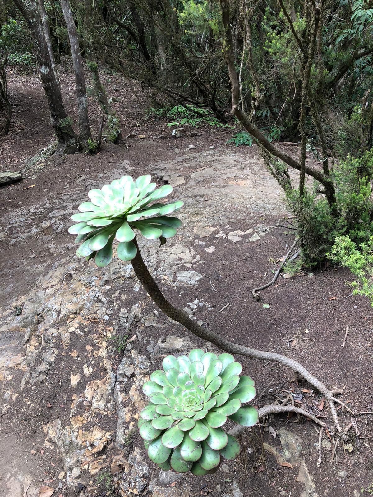 Suculenta Enigmas