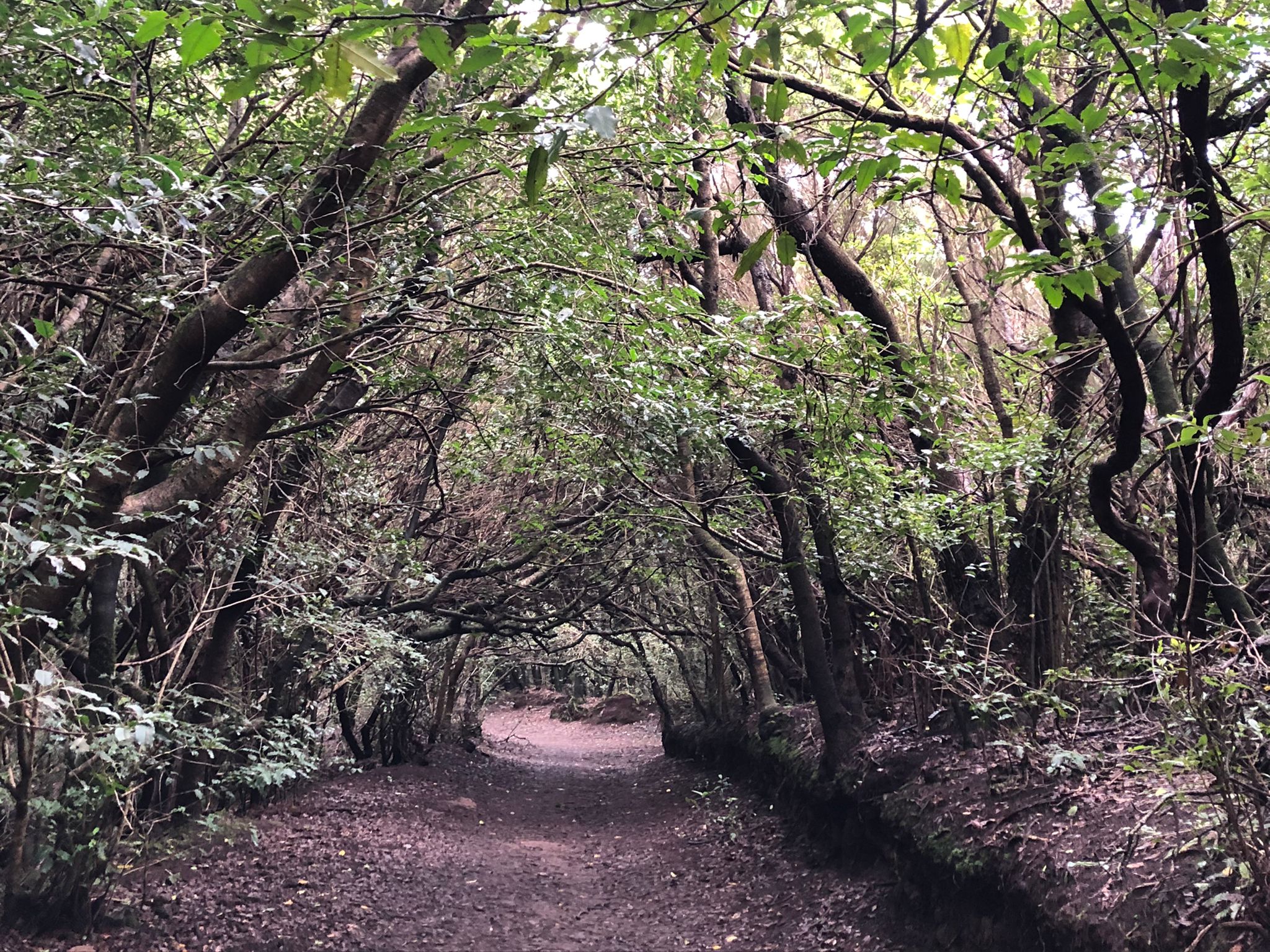 Bosque de los Enigmas