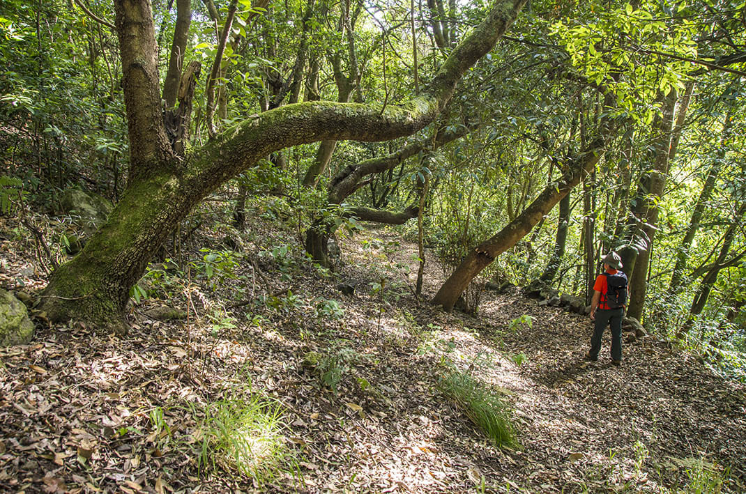 Camino Punta del Risco