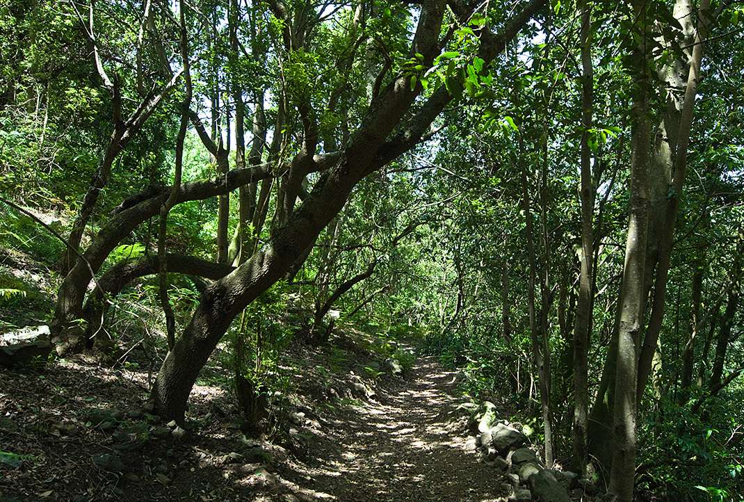 Ladera de Tigaiga