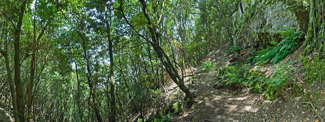 Ladera de Tigaiga