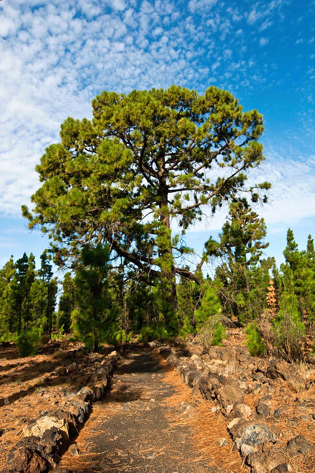 San José de los Llanos- Montaña Chinyero