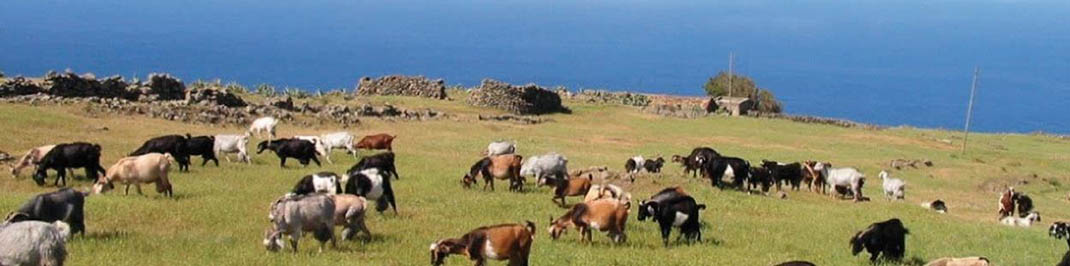 San José de Los Llanos - Punta de Teno