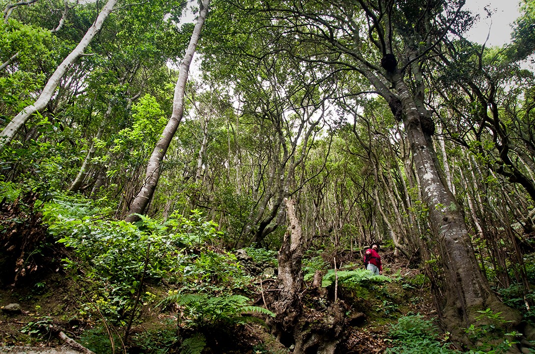 PR TF 05 Igueste de San Andrés - Chamorga