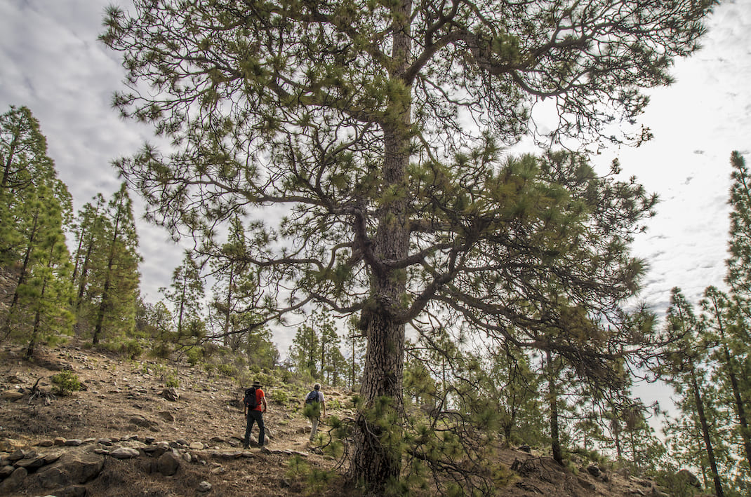 Camino de La Corredera