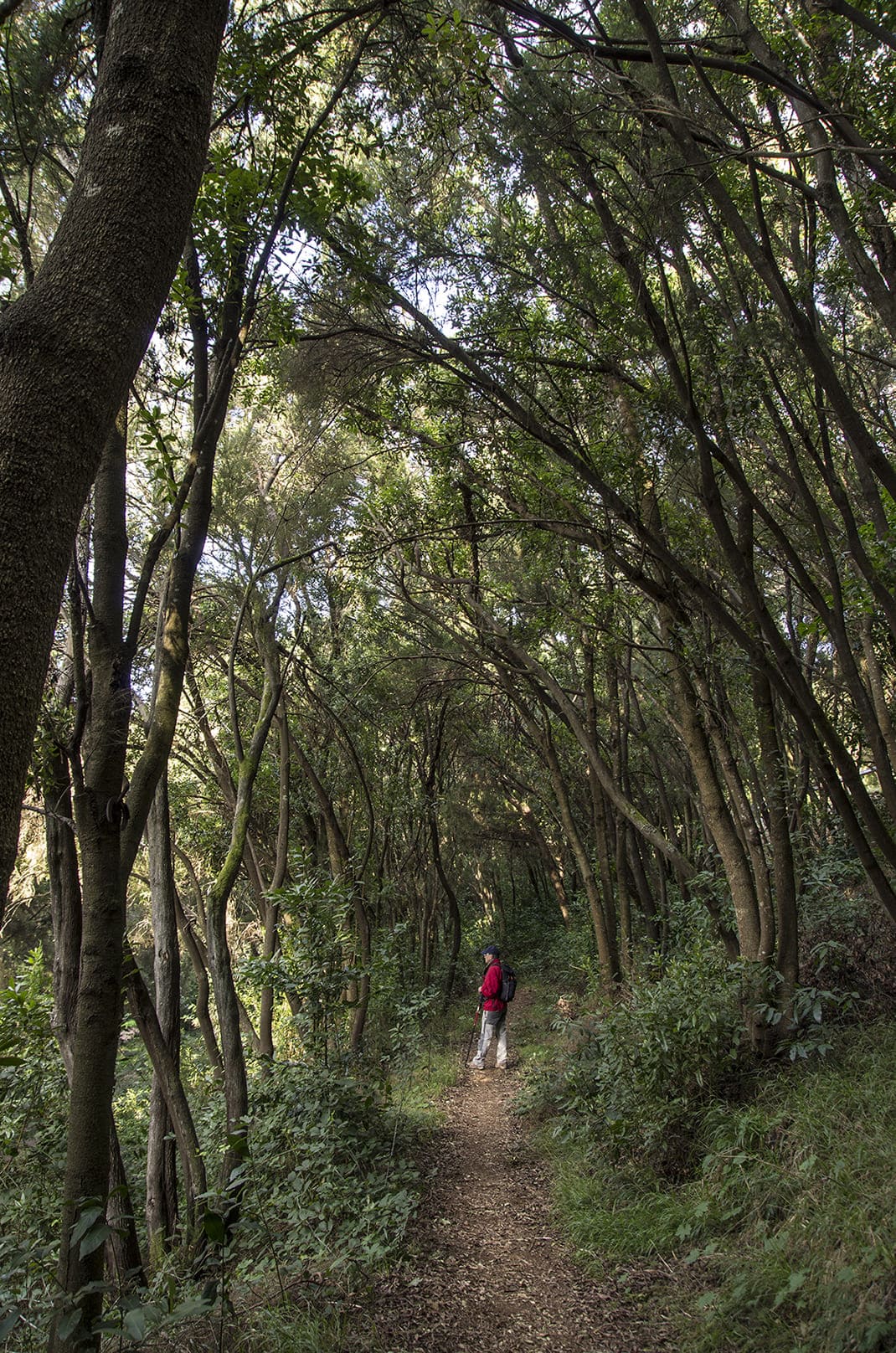 Camino de La Orilla del Monte