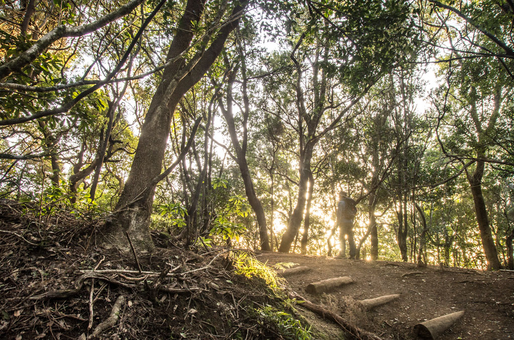 Pista de las Hiedras