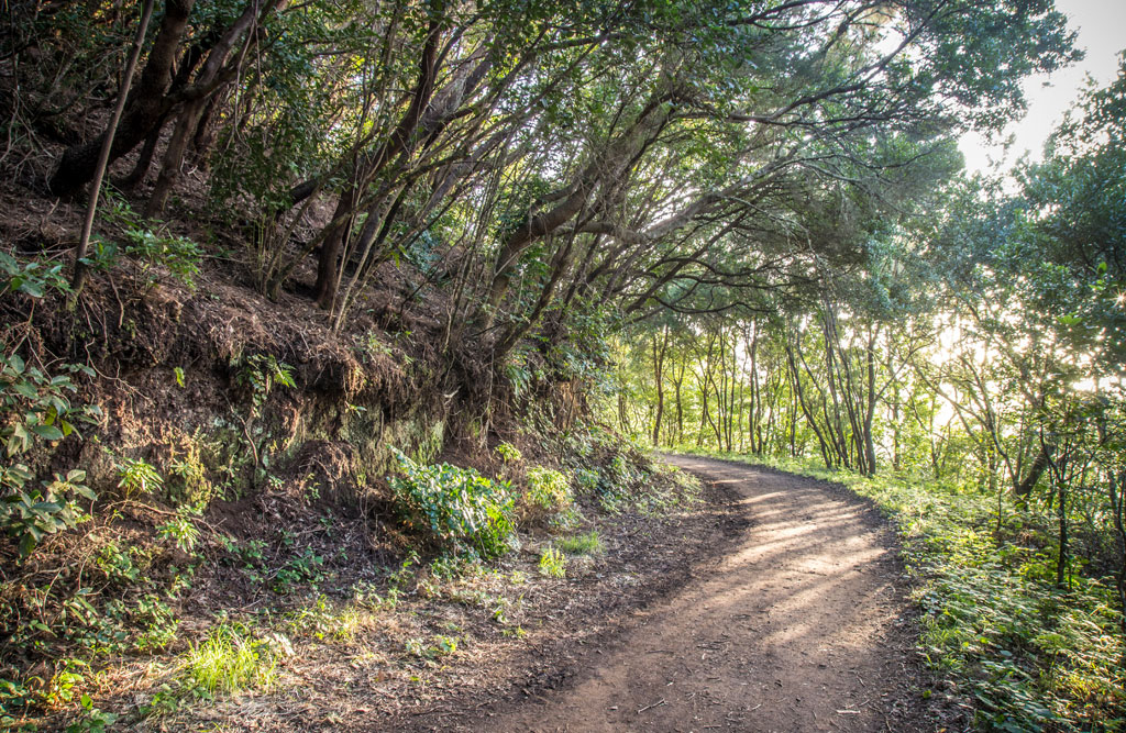 Pista de las Hiedras