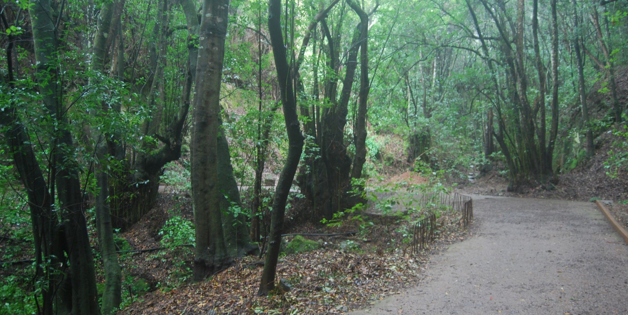 Vinatigos_Centenarios