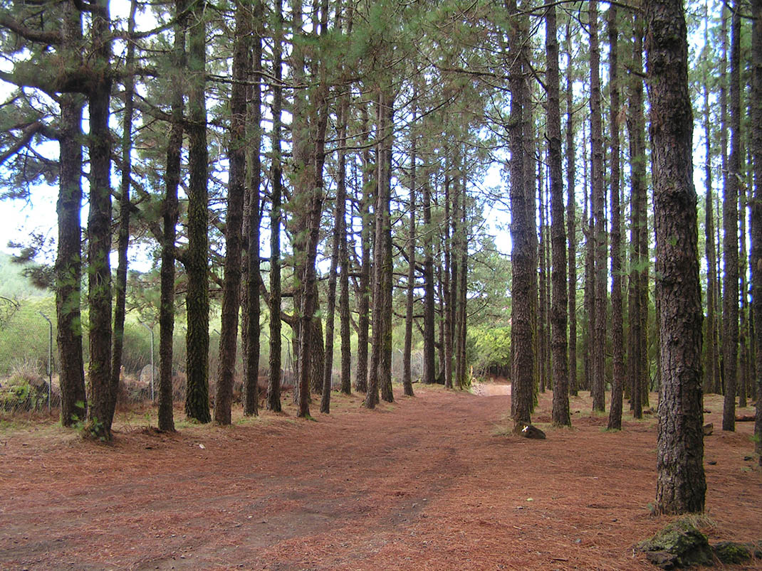 1.- Pista de Fuente Fría