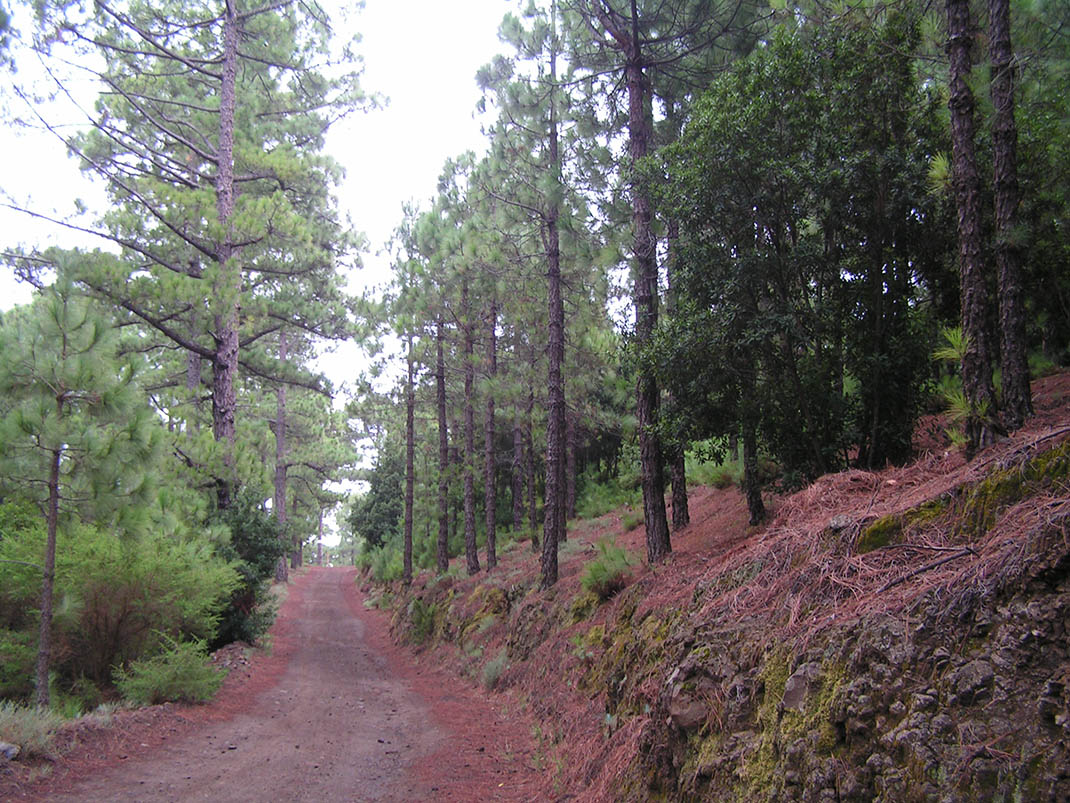 3.- Pista del Fayal