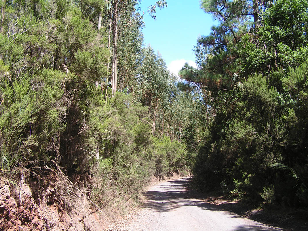 5.- Pista del Rayo - Pista de Fondo (2)