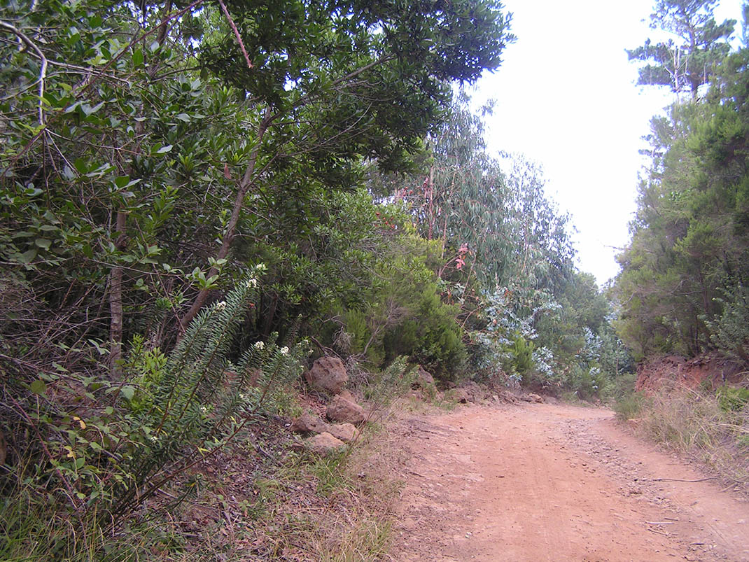 6.- Pista de la VICA, Las Aguilillas, Montaña El Pozo, Carril del Polvo