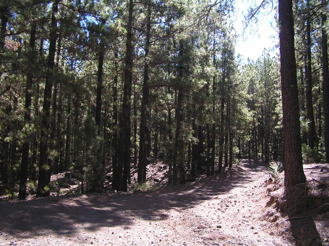 11.- Pista de Ramón Caminero a Izaña o Pista de Montaña del Limón