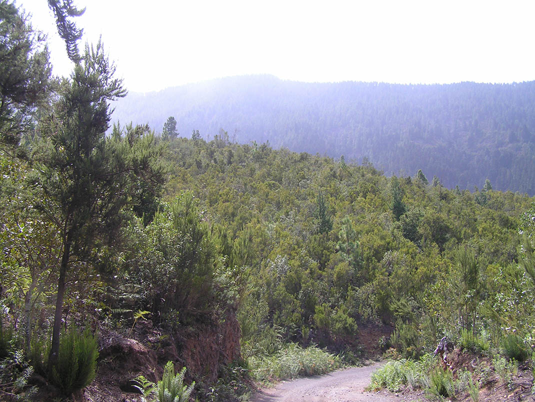 12.- Pista Chanajiga - Fuente Los Corchos