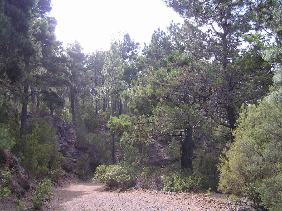 13.- Pista La Bermeja y Pista Almagre y Cabezón