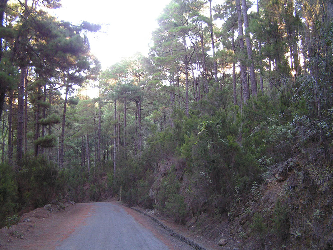 17.- Pista del P.K. 29, Pista de las Vistas de Sánchez, Pista Barranco de la Arena y Pista El Lagar