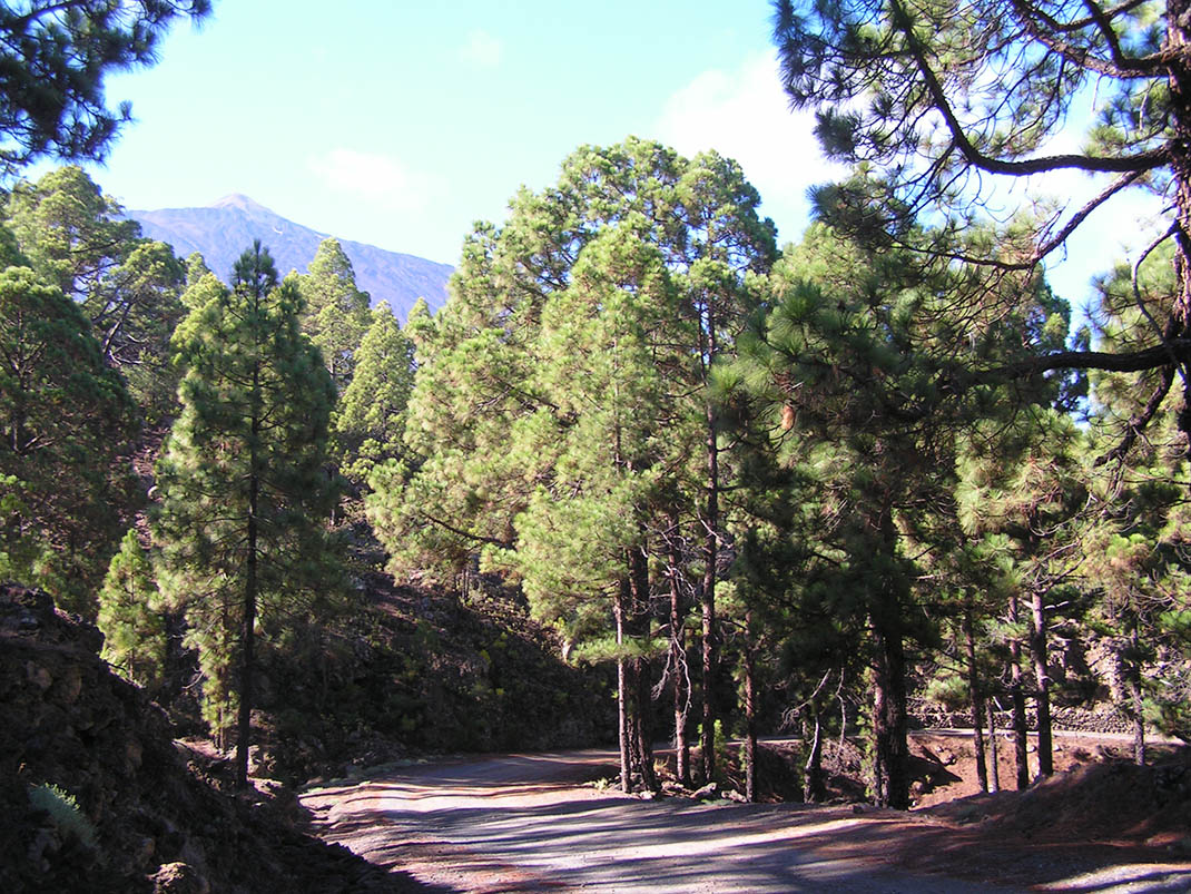 17.- Pista del P.K. 29, Pista de las Vistas de Sánchez, Pista Barranco de la Arena y Pista El Lagar