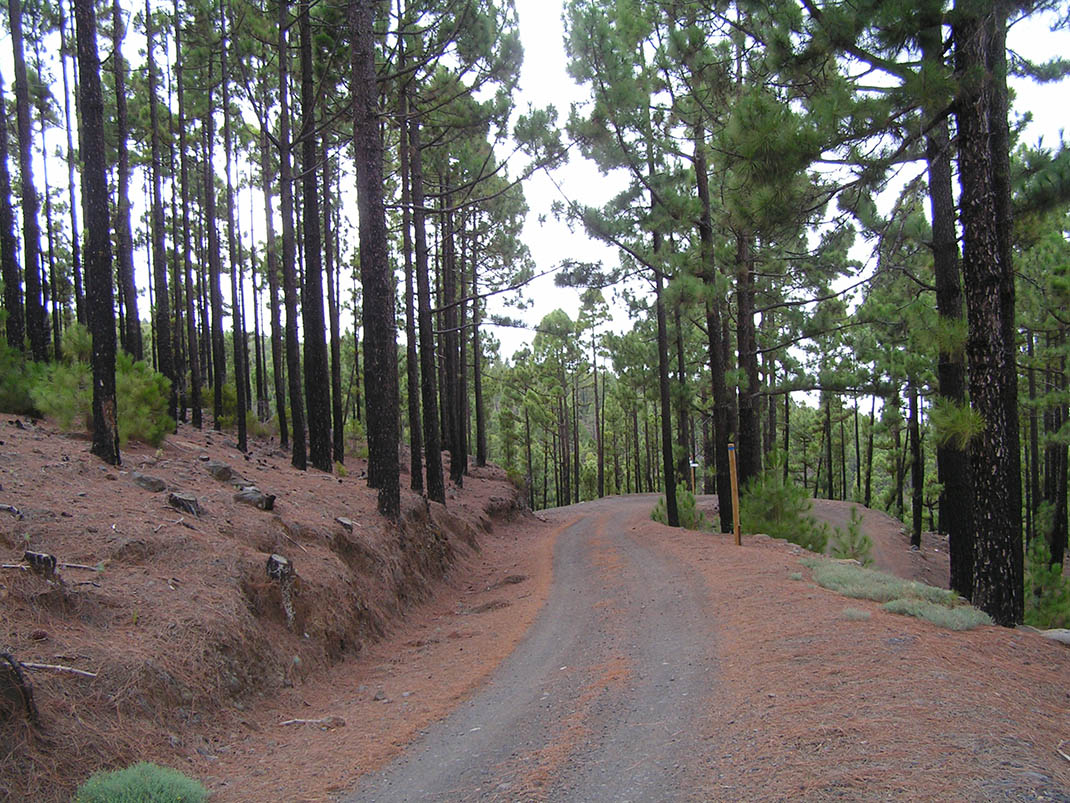 17.- Pista del P.K. 29, Pista de las Vistas de Sánchez, Pista Barranco de la Arena y Pista El Lagar