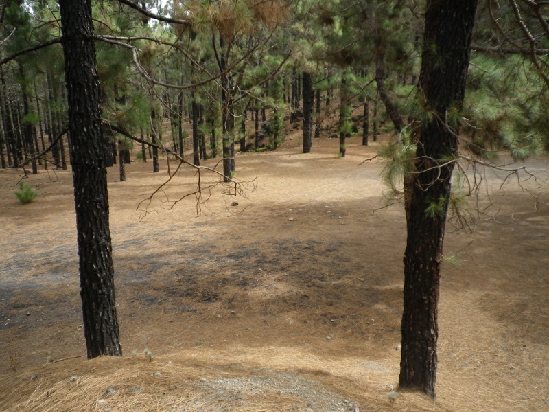 Zona de Acampada Arenas Negras